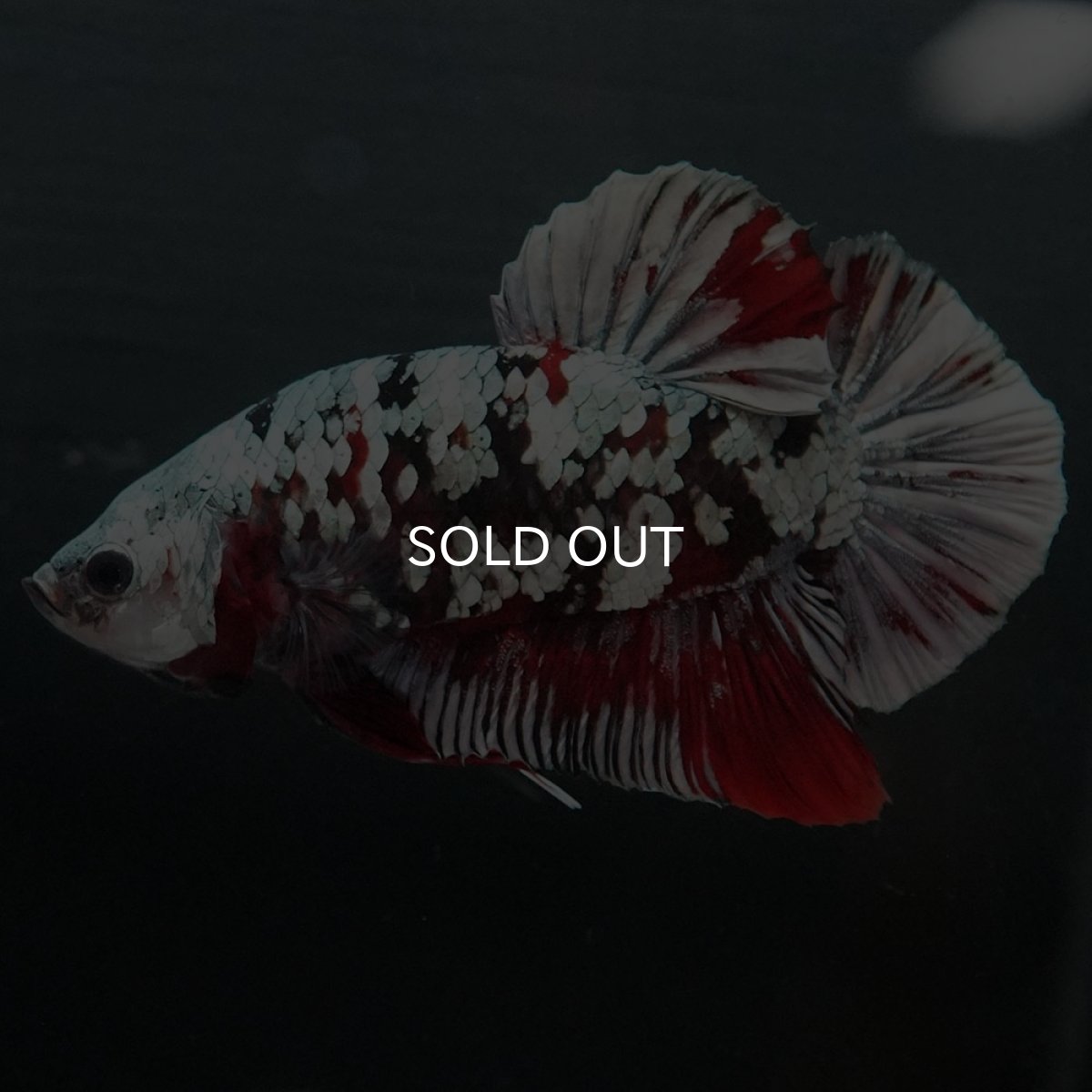 画像5: GHMPK 鯉カッパーギャラクシー (5)