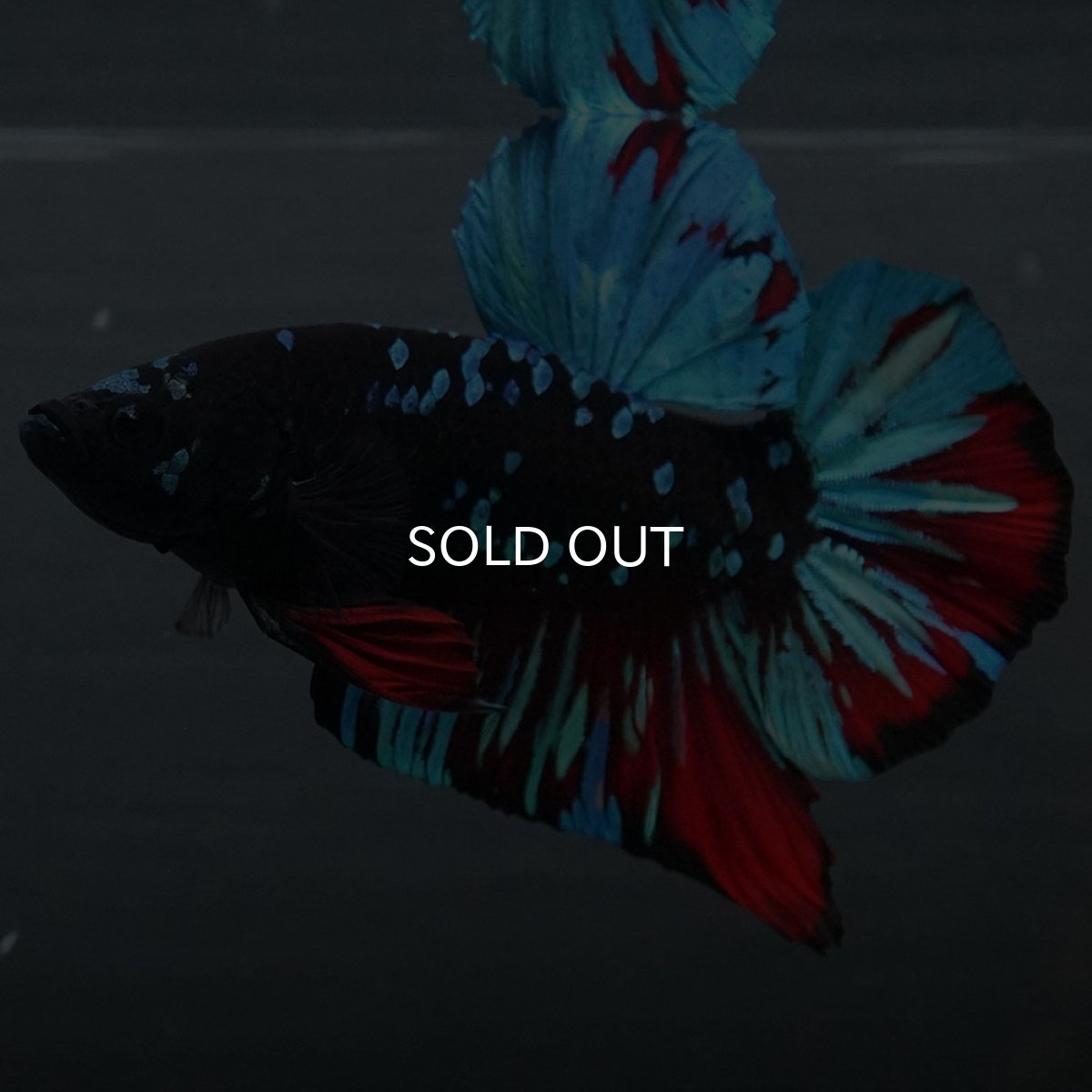 画像8: GHMPK ブラックスター (8)