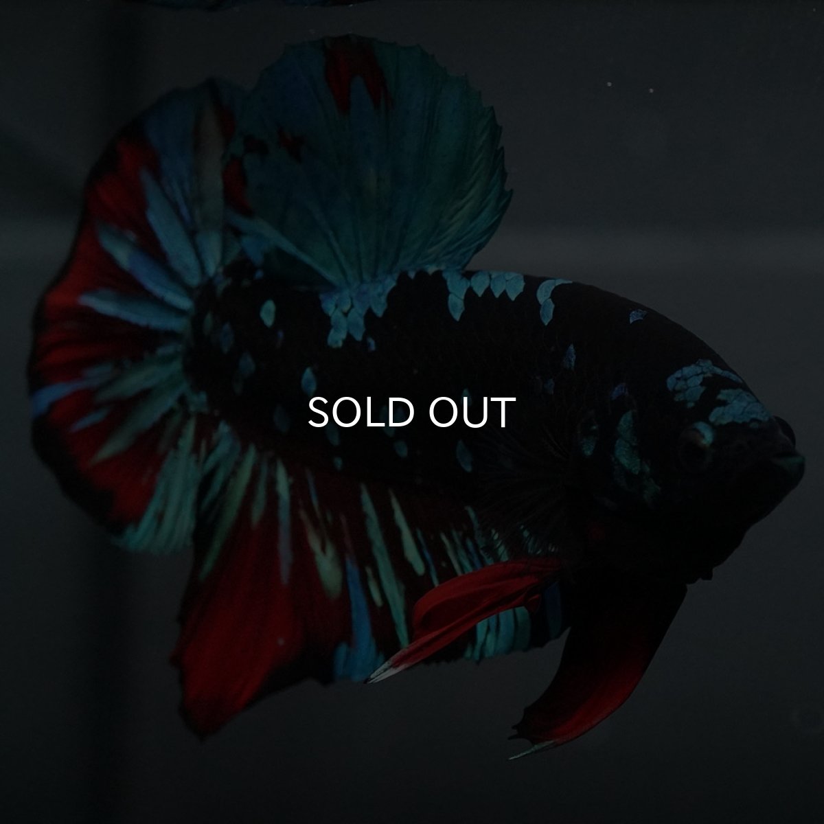 画像7: GHMPK ブラックスター (7)