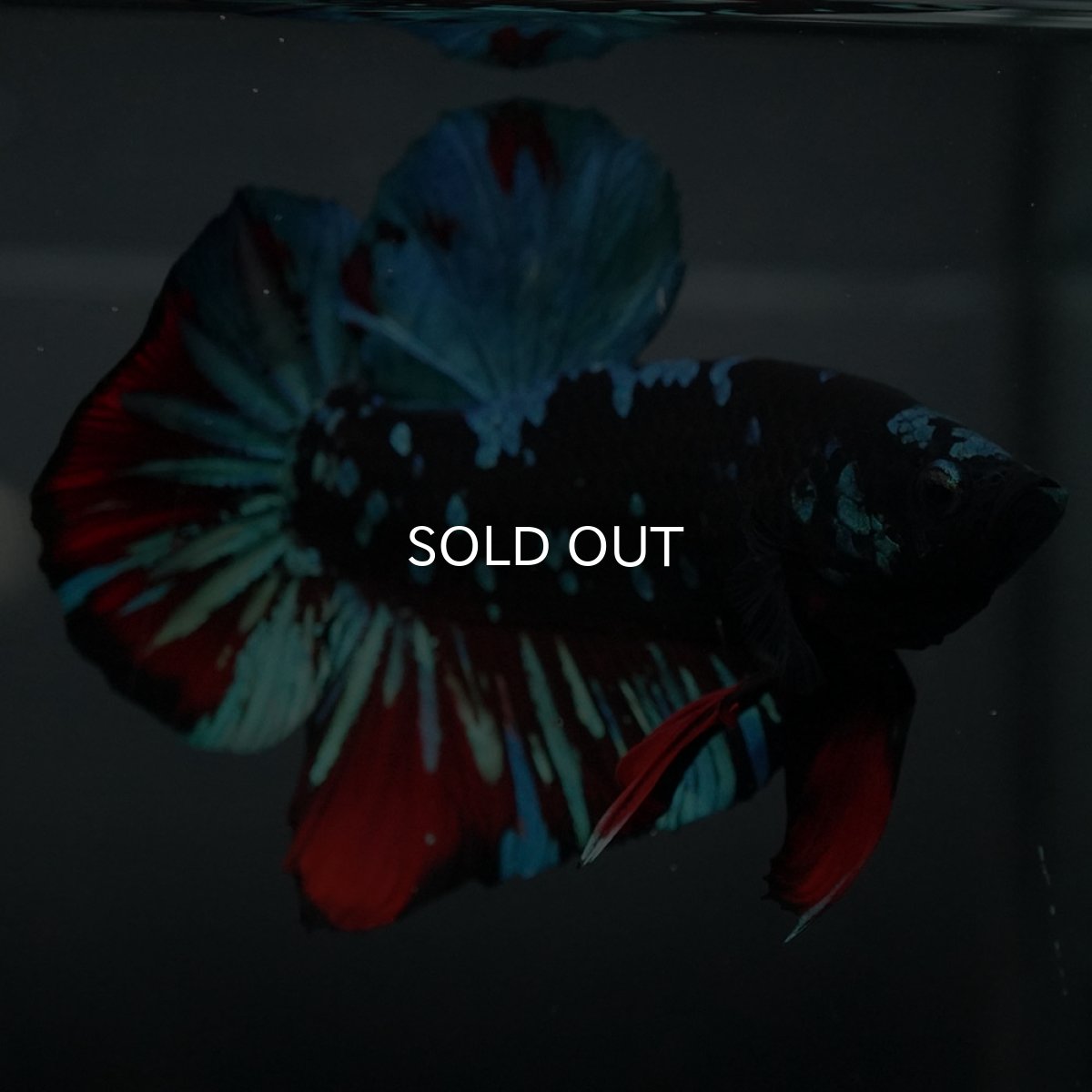 画像5: GHMPK ブラックスター (5)