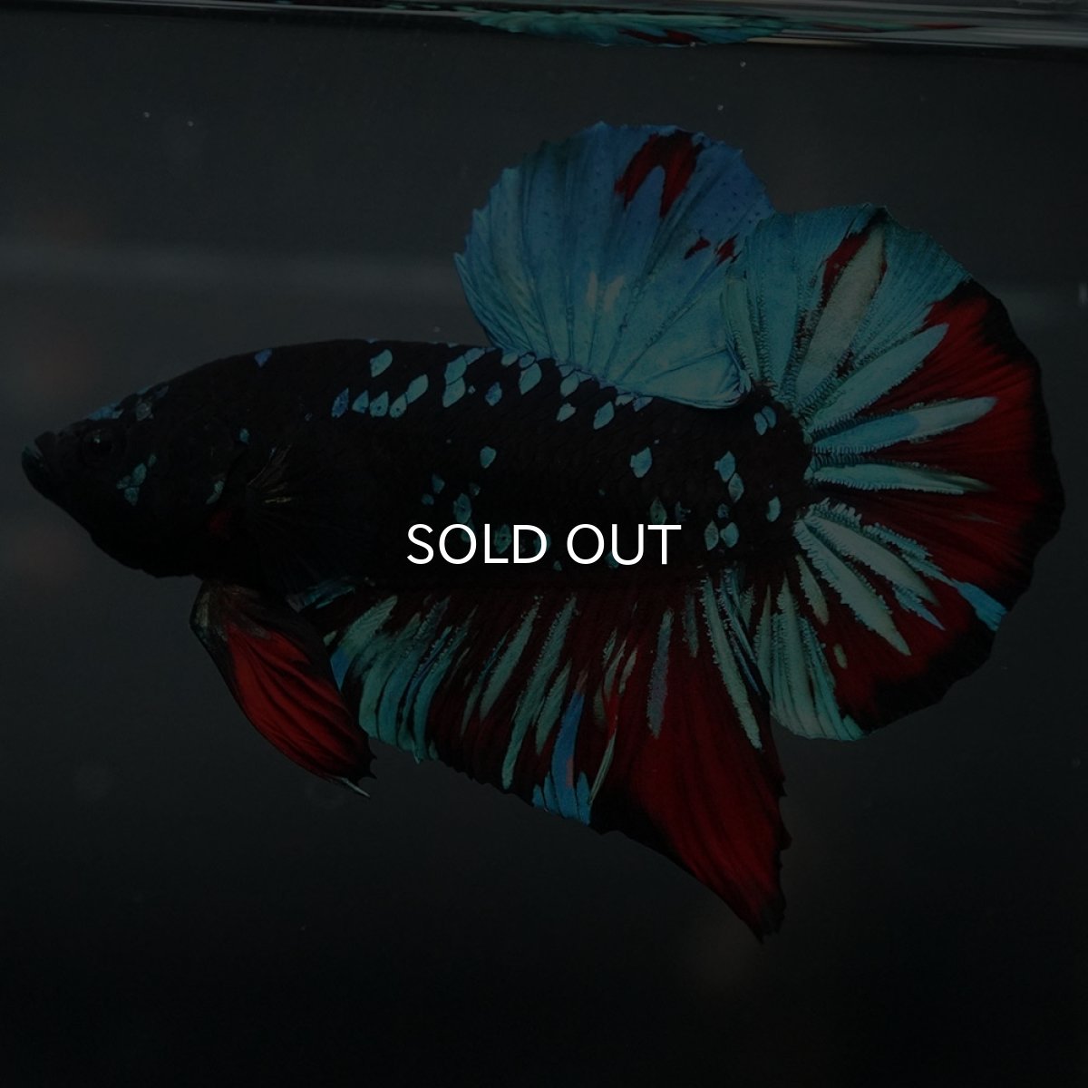 画像2: GHMPK ブラックスター (2)