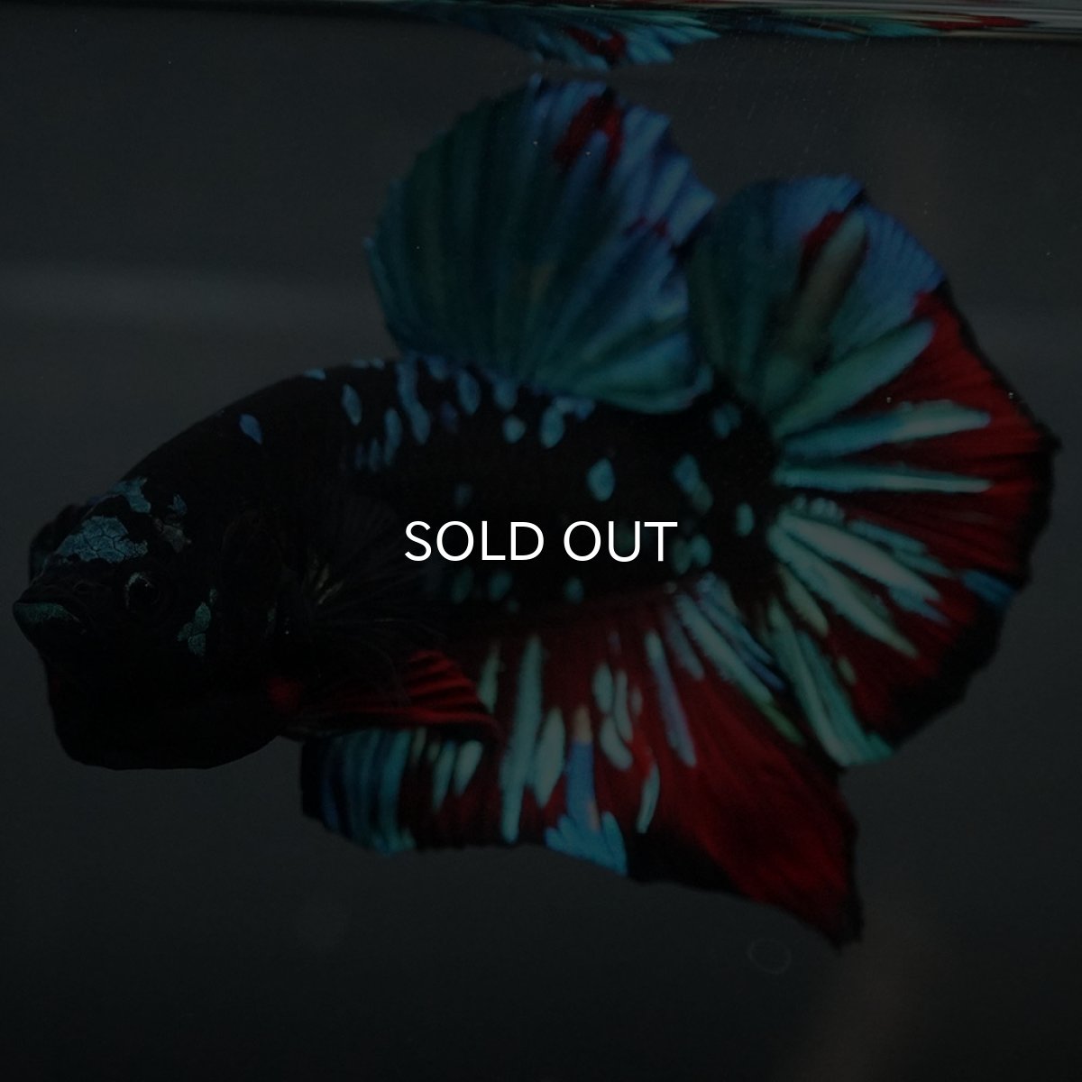 画像6: GHMPK ブラックスター (6)