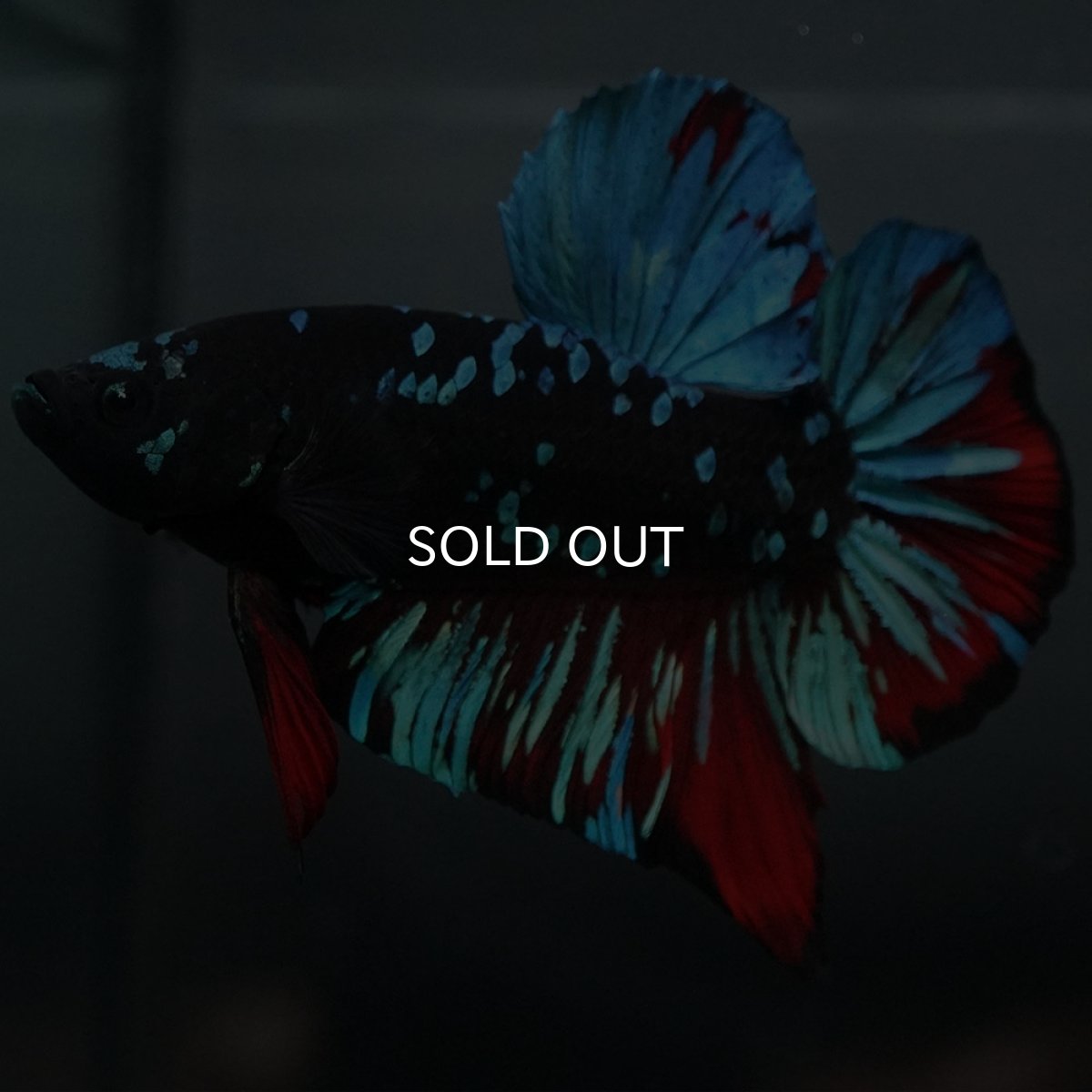 画像4: GHMPK ブラックスター (4)