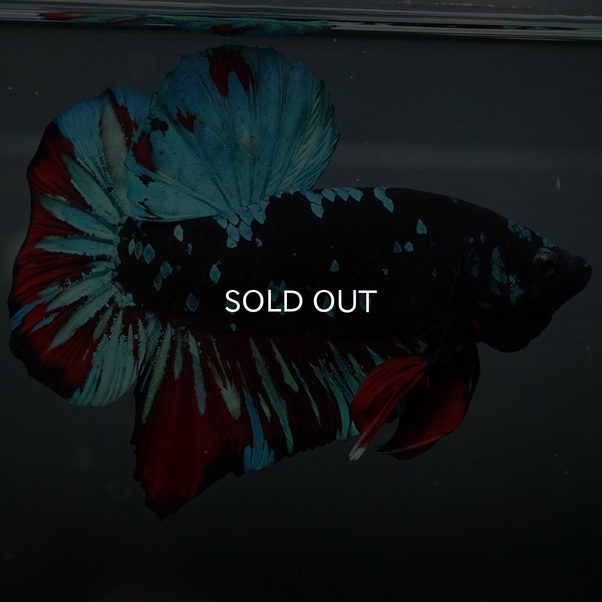 画像3: GHMPK ブラックスター (3)