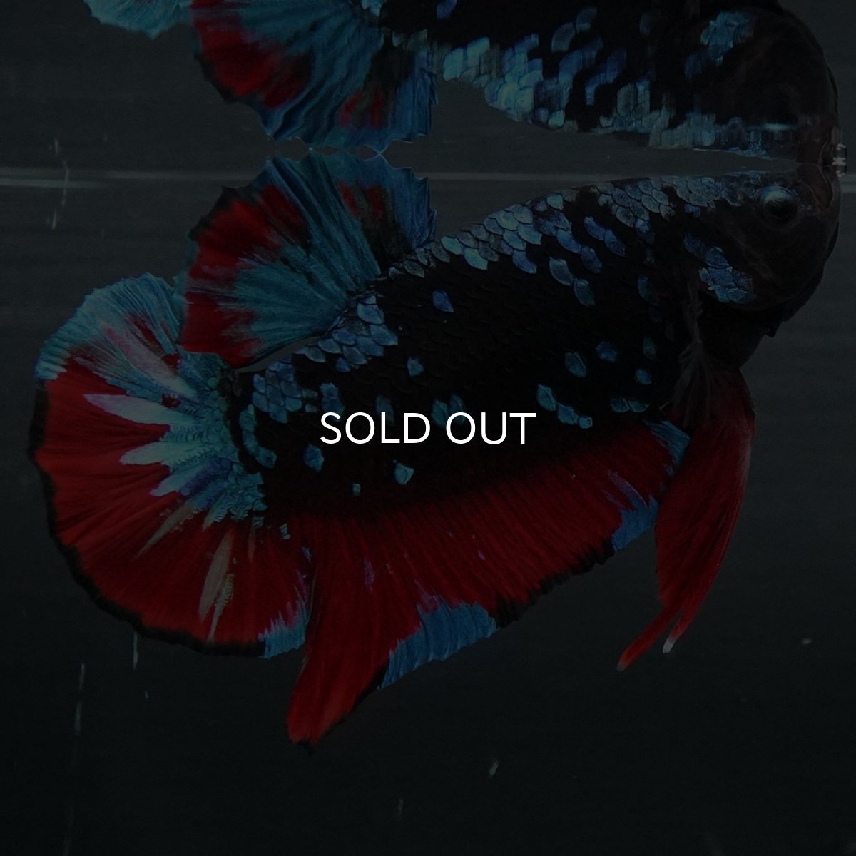 画像7: GHMPK ブラックスター (7)