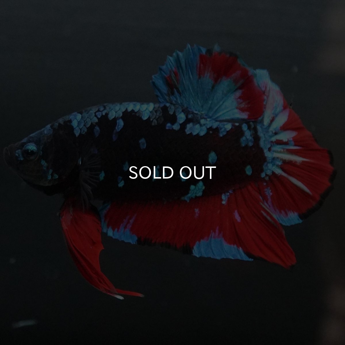 画像6: GHMPK ブラックスター (6)