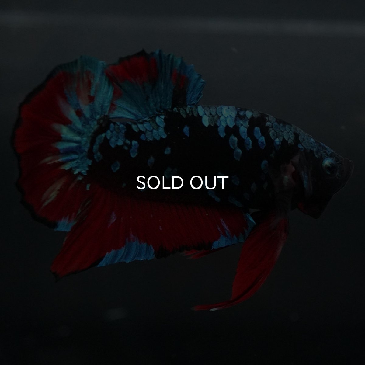 画像5: GHMPK ブラックスター (5)