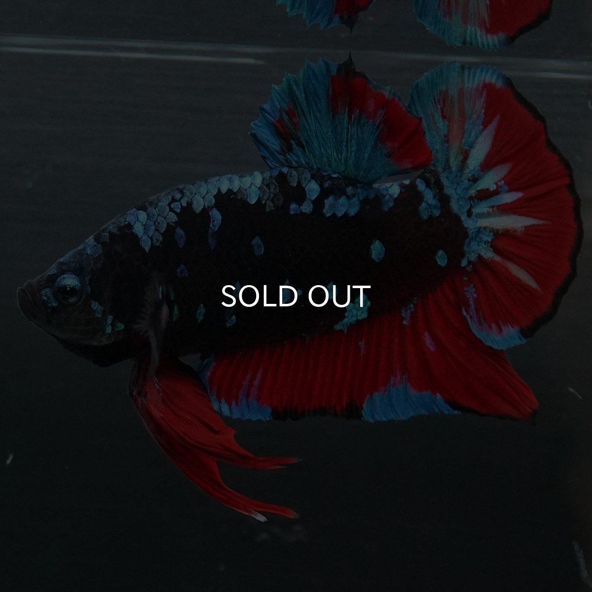 画像4: GHMPK ブラックスター (4)