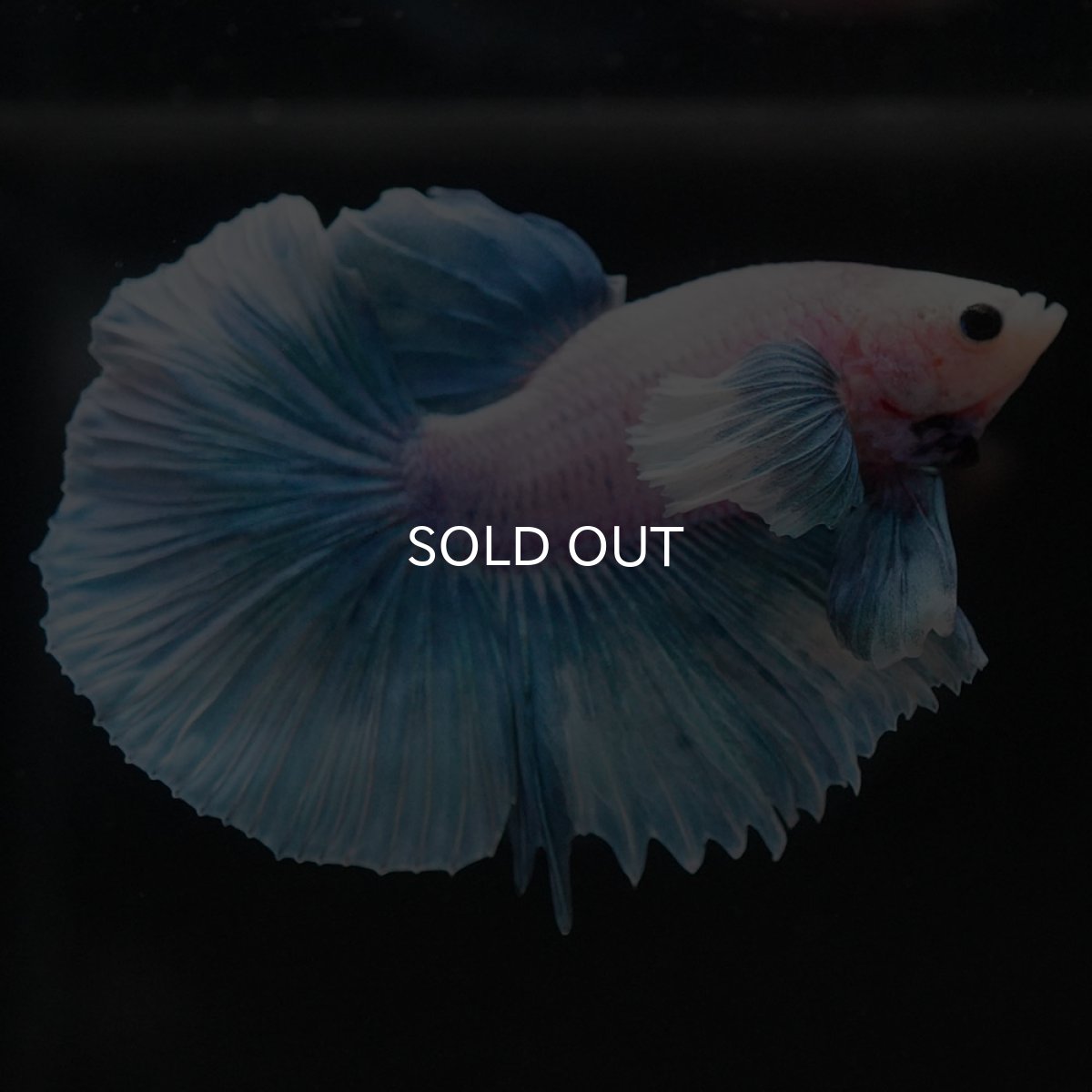 画像10: HMダンボ ファンシー (10)