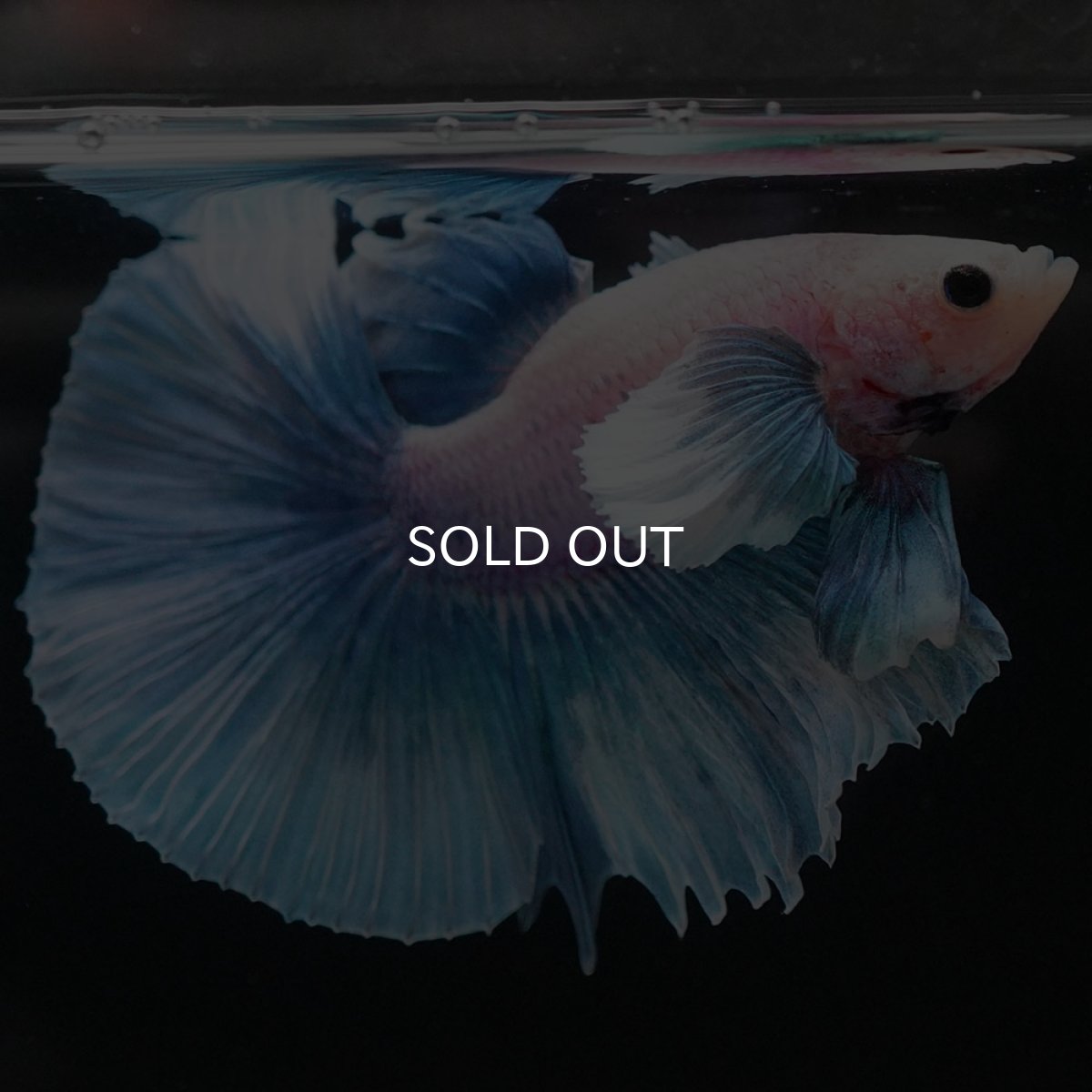 画像5: HMダンボ ファンシー (5)