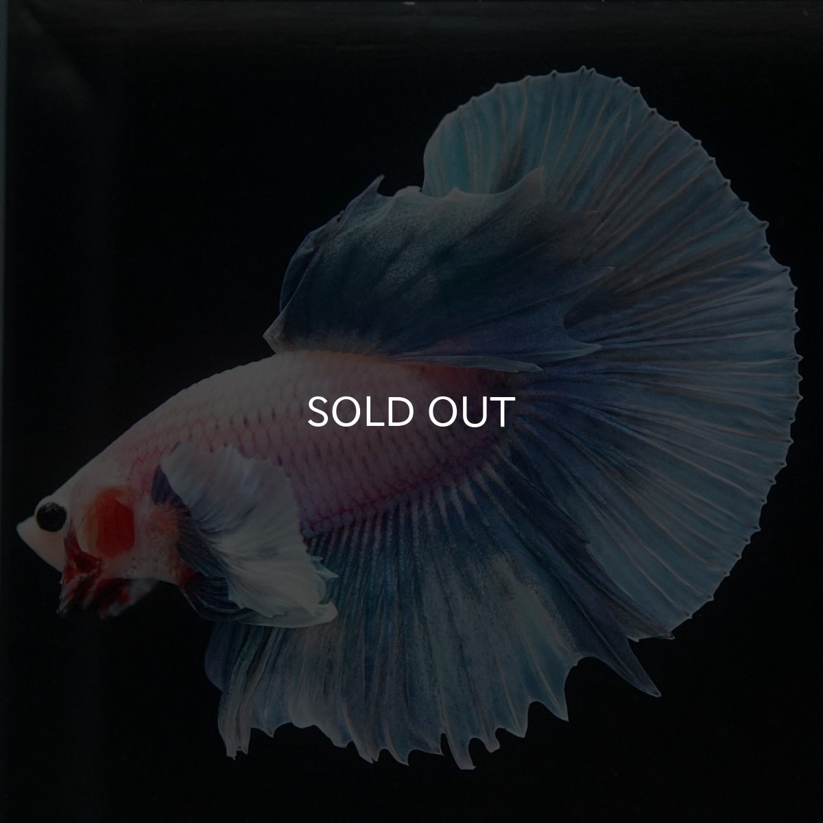 画像4: HMダンボ ファンシー (4)