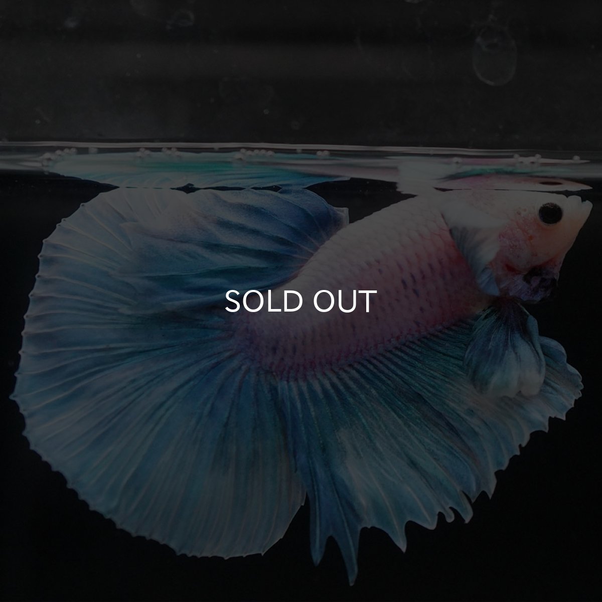 画像9: HMダンボ ファンシー (9)