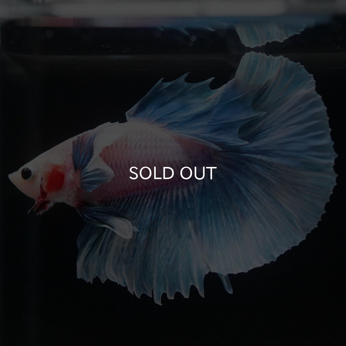 画像8: HMダンボ ファンシー (8)