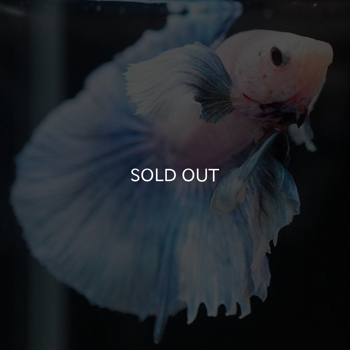 画像3: HMダンボ ファンシー (3)