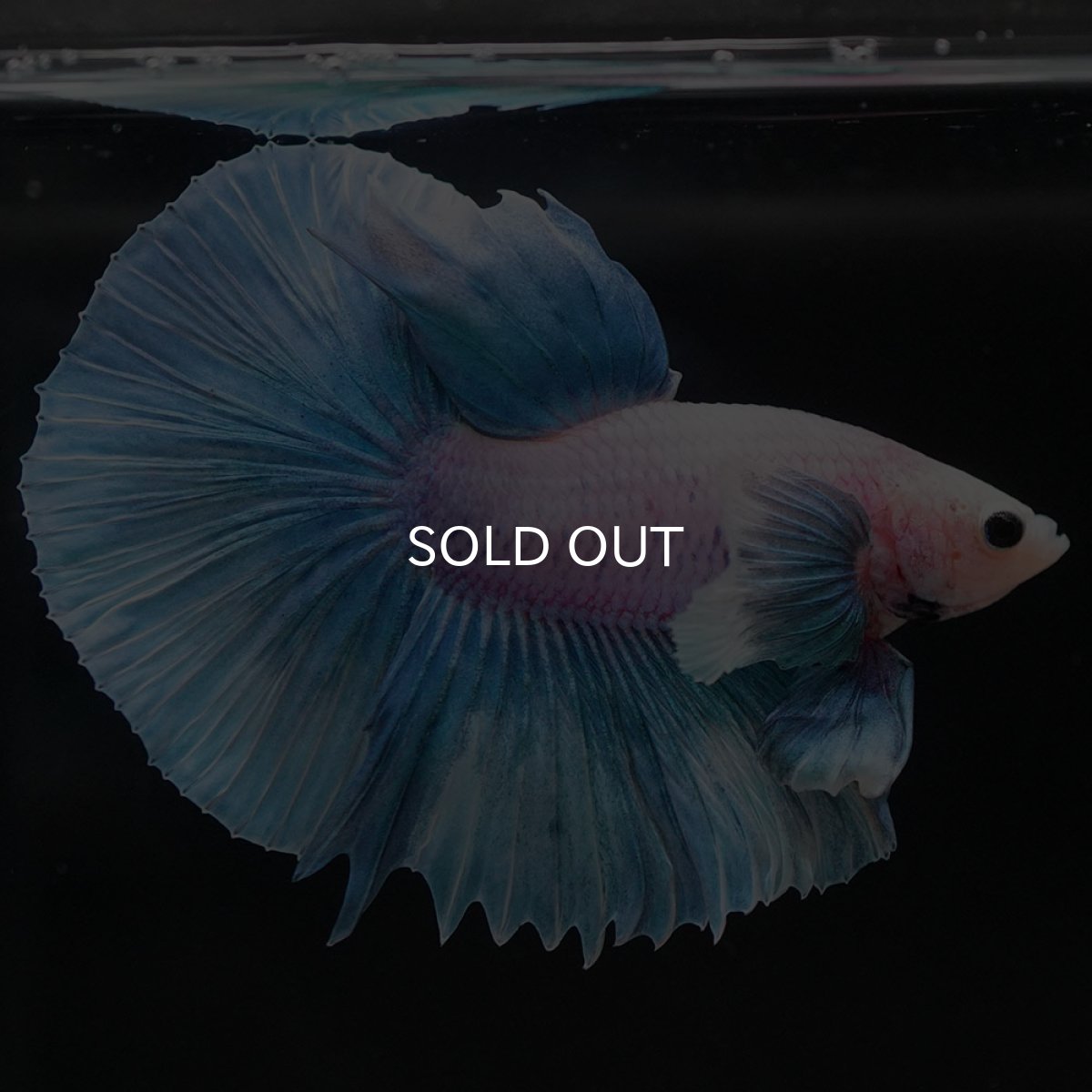 画像2: HMダンボ ファンシー (2)