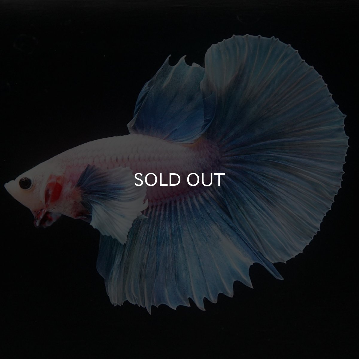 画像6: HMダンボ ファンシー (6)