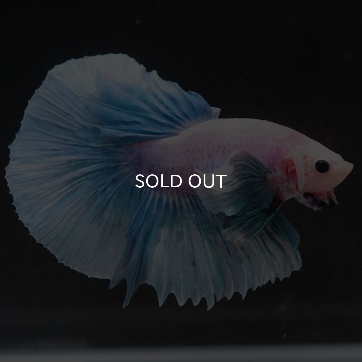 画像7: HMダンボ ファンシー (7)