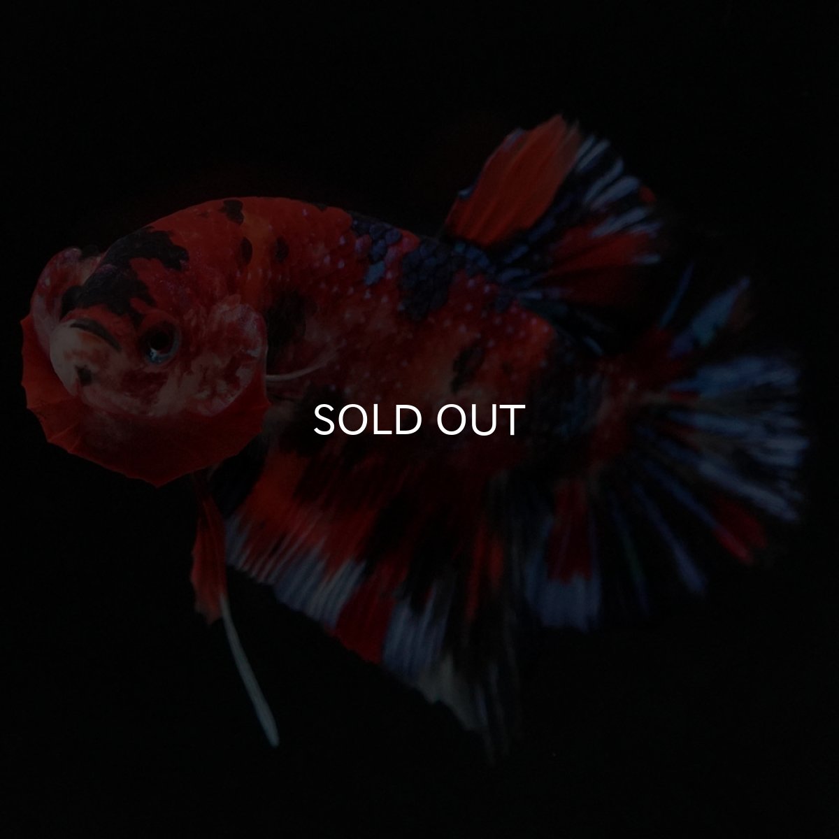 画像10: HMPK　キャンディ (10)