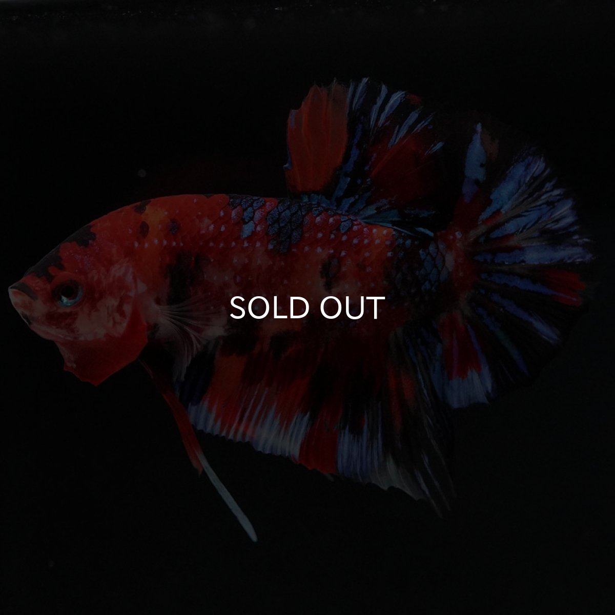 画像7: HMPK　キャンディ (7)