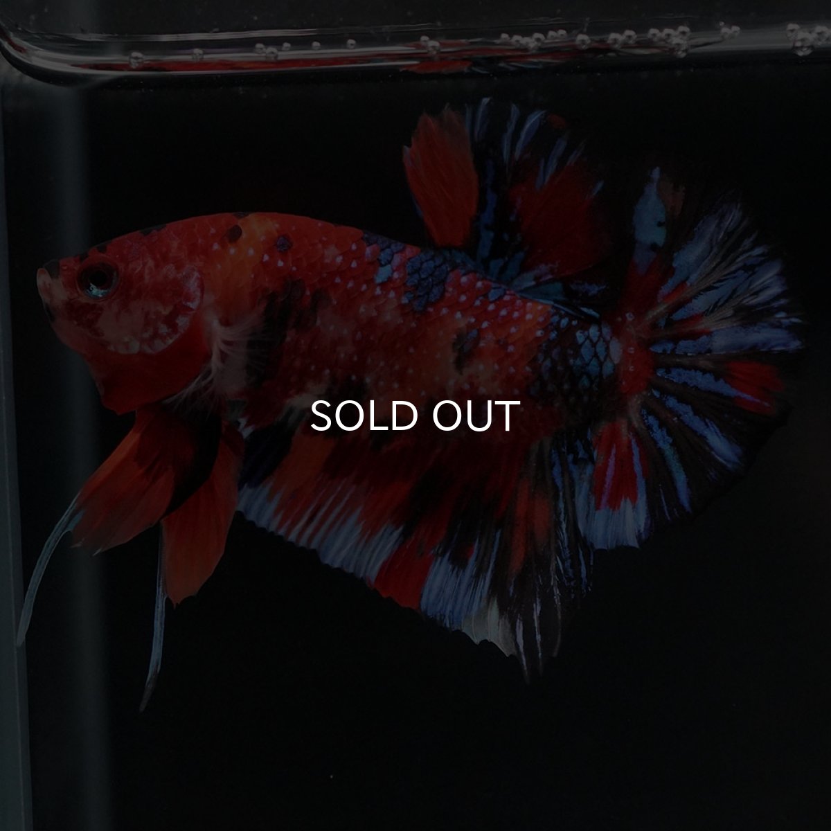 画像9: HMPK　キャンディ (9)