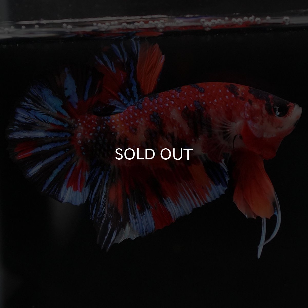 画像8: HMPK　キャンディ (8)