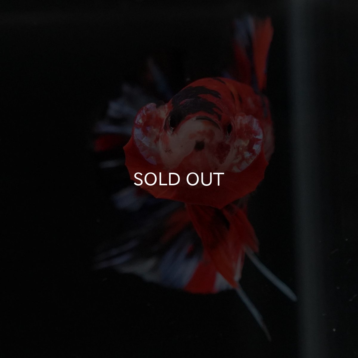 画像3: HMPK　キャンディ (3)