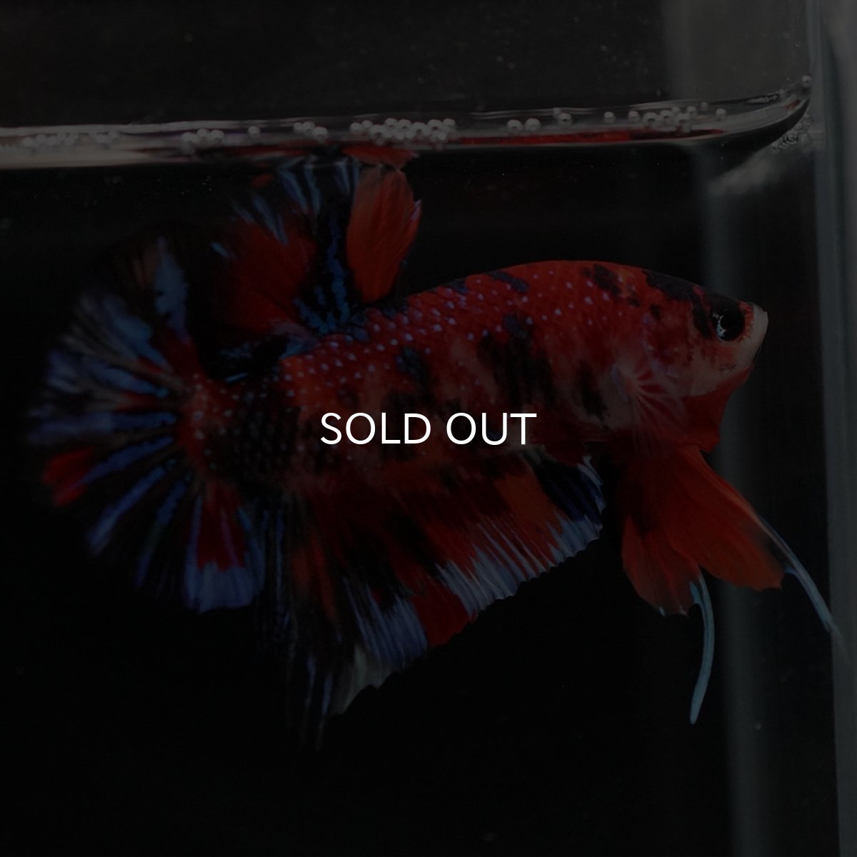 画像6: HMPK　キャンディ (6)