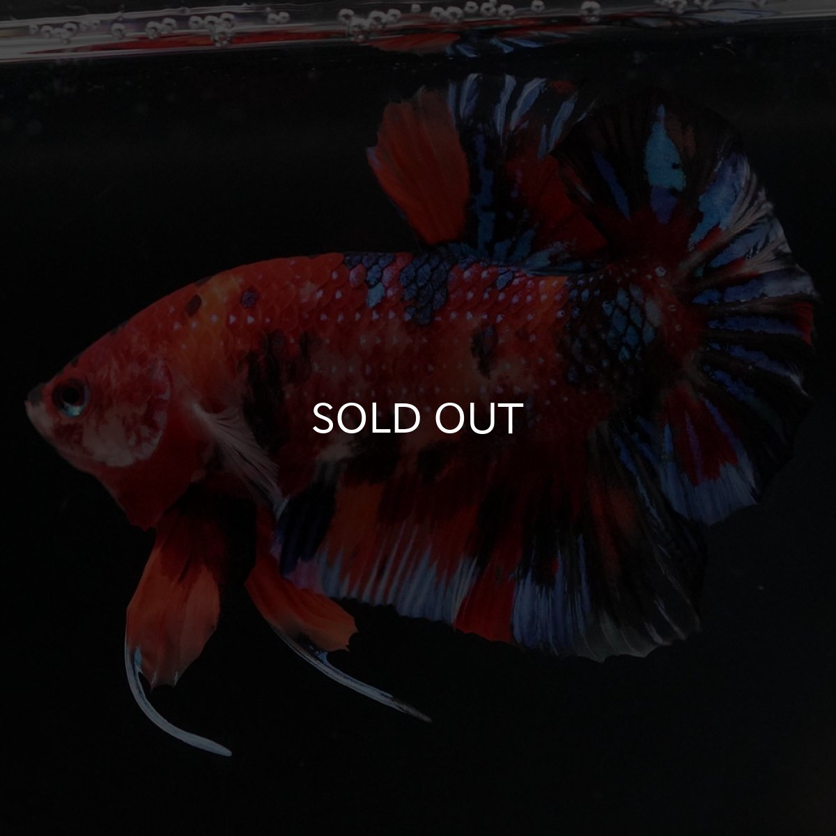 画像5: HMPK　キャンディ (5)