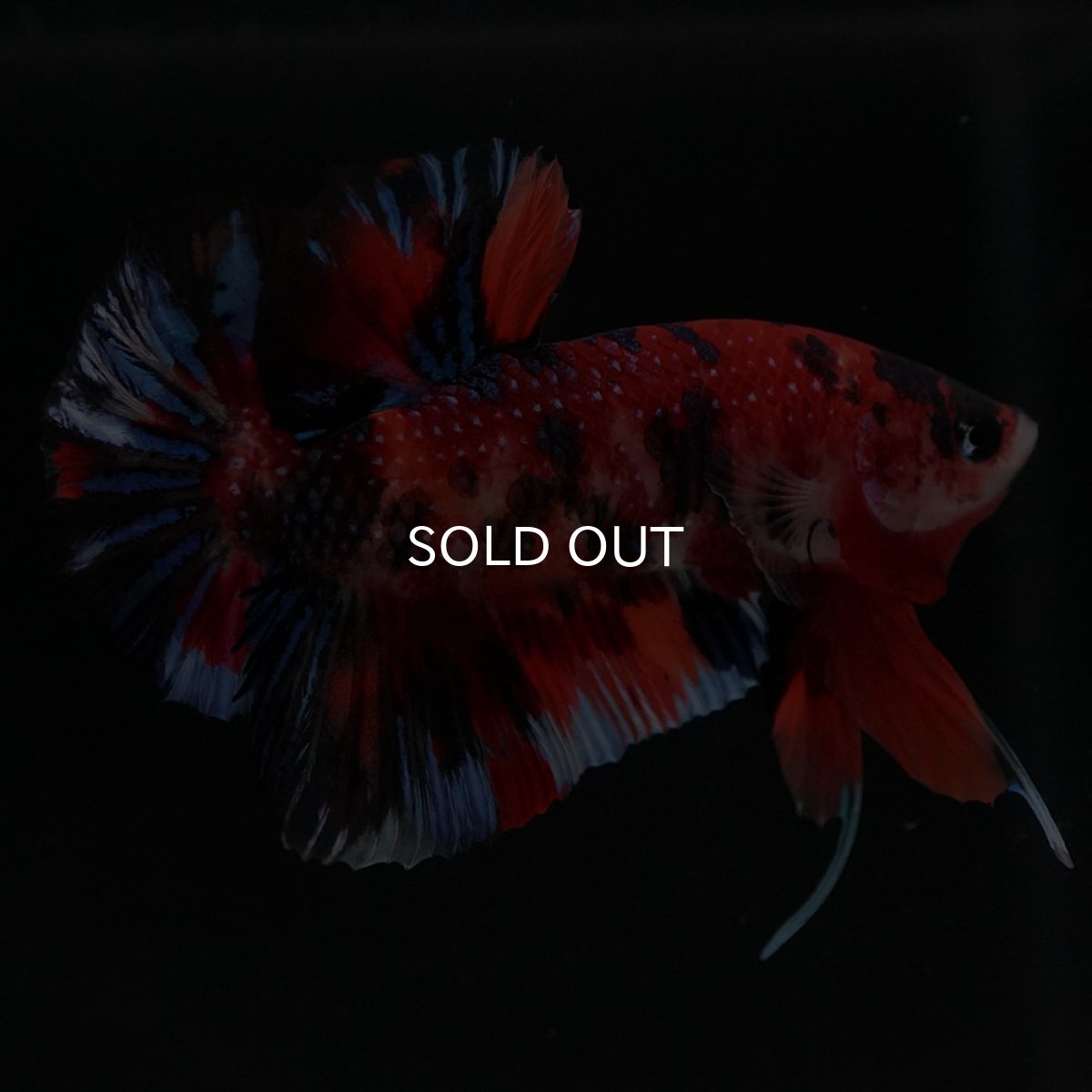 画像4: HMPK　キャンディ (4)