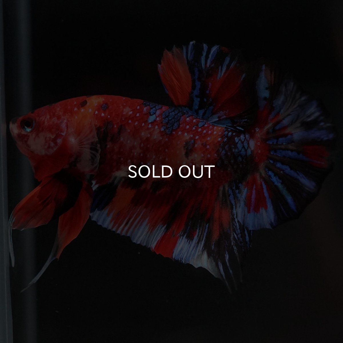 画像2: HMPK　キャンディ (2)