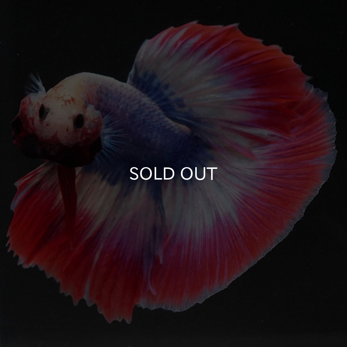 画像6: HM タイフラッグ (6)