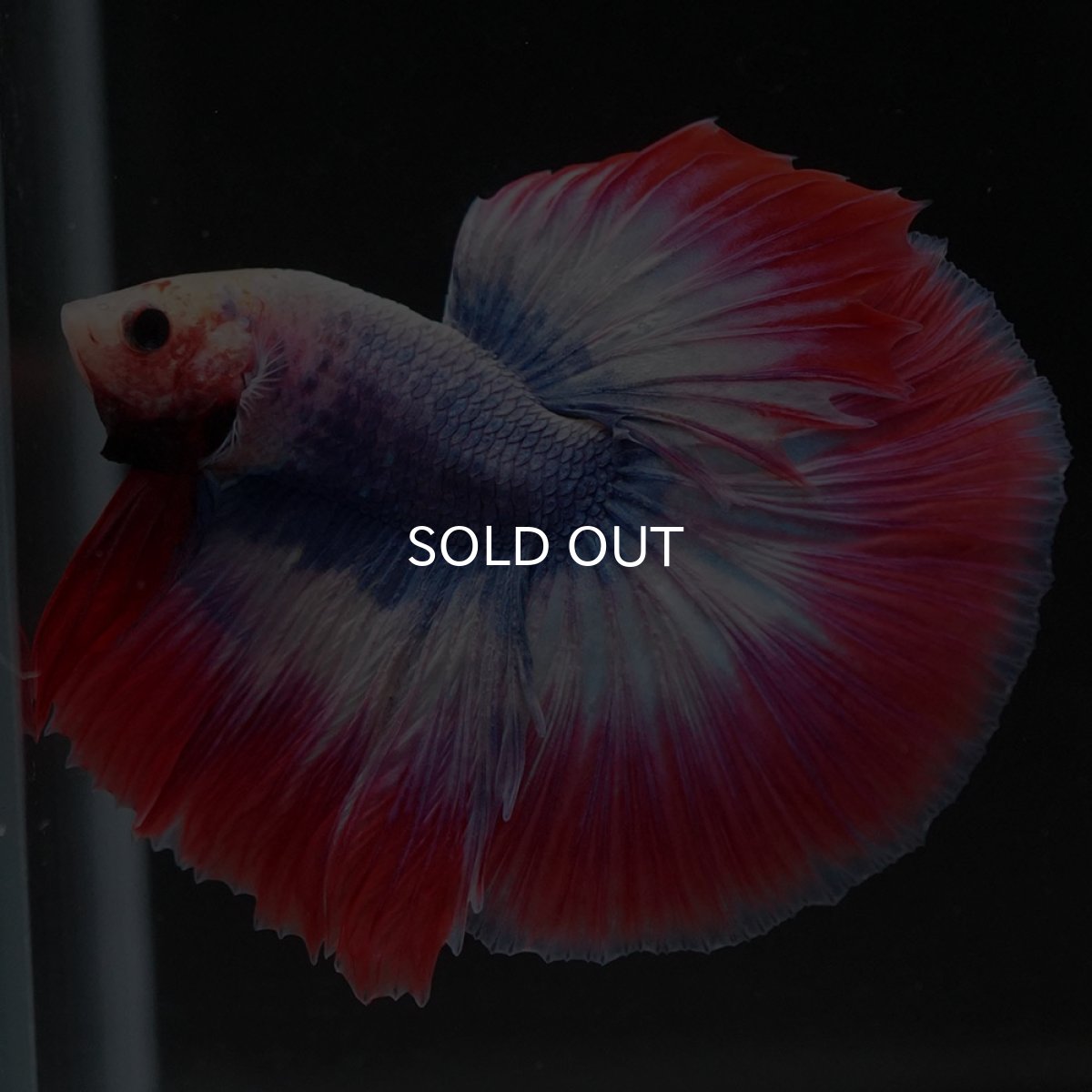 画像2: HM タイフラッグ (2)