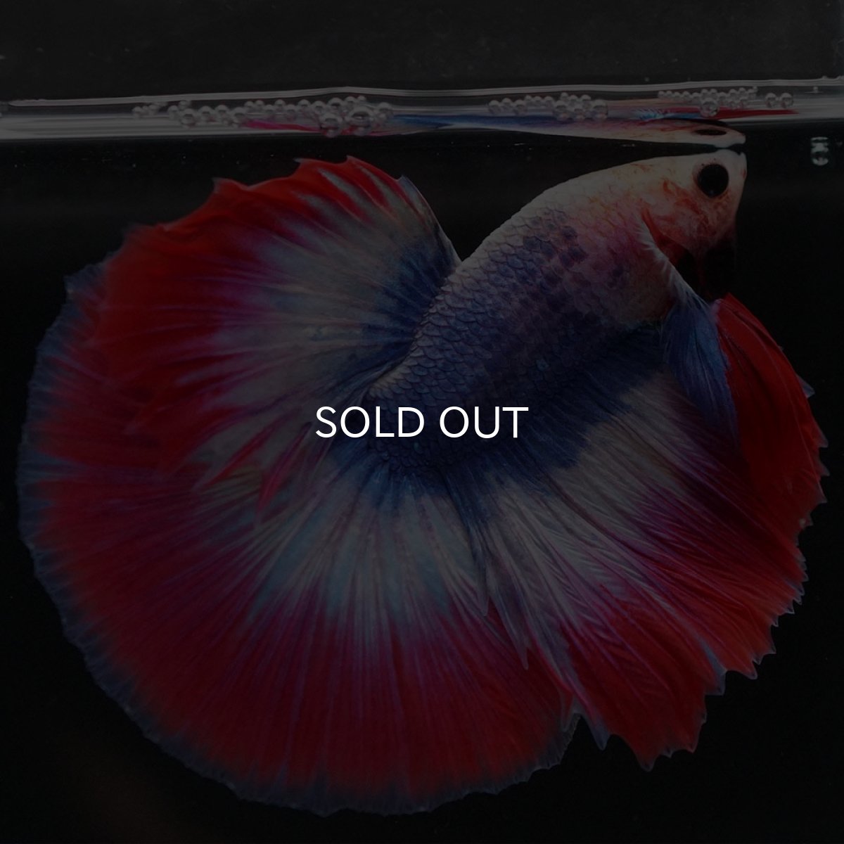 画像7: HM タイフラッグ (7)