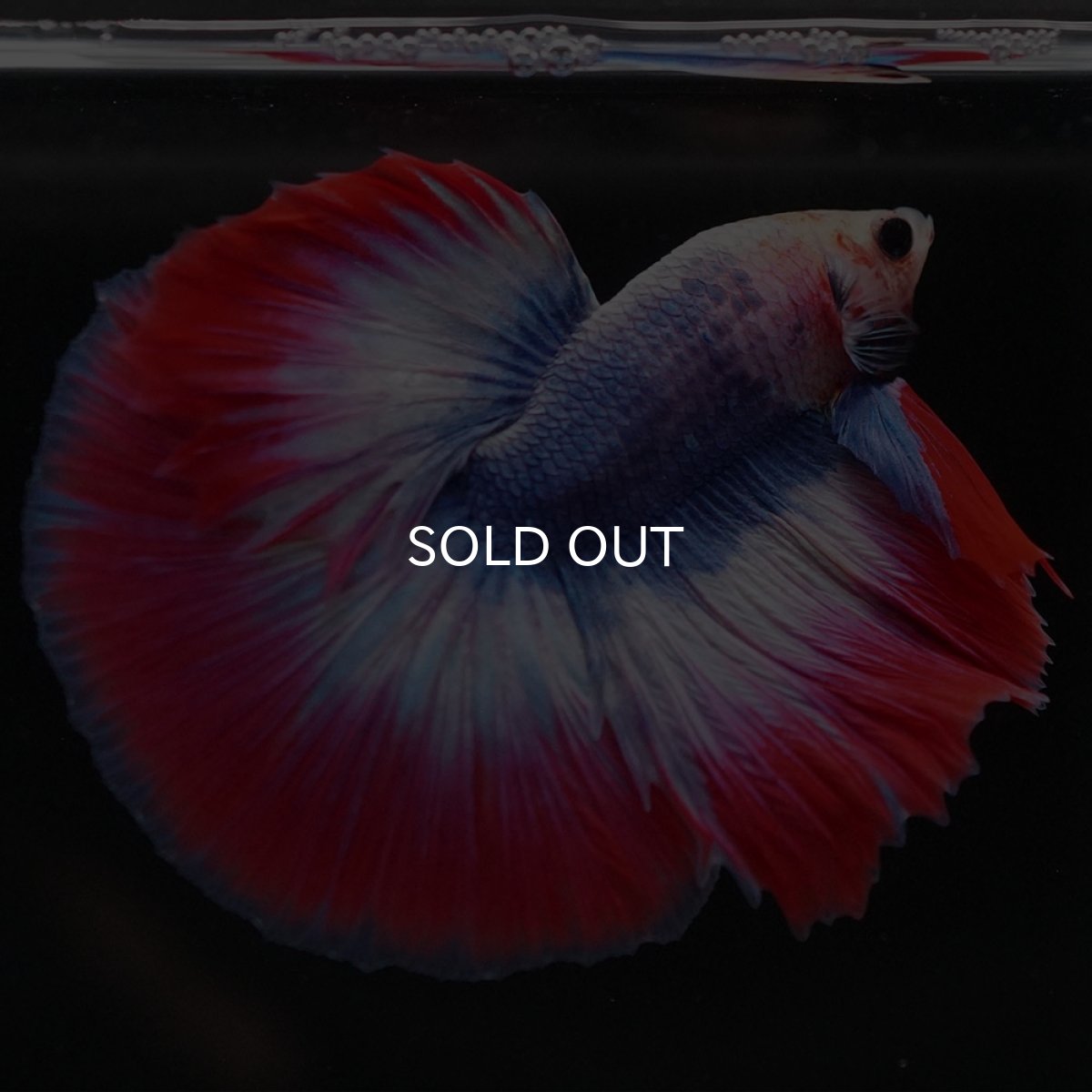 画像3: HM タイフラッグ (3)