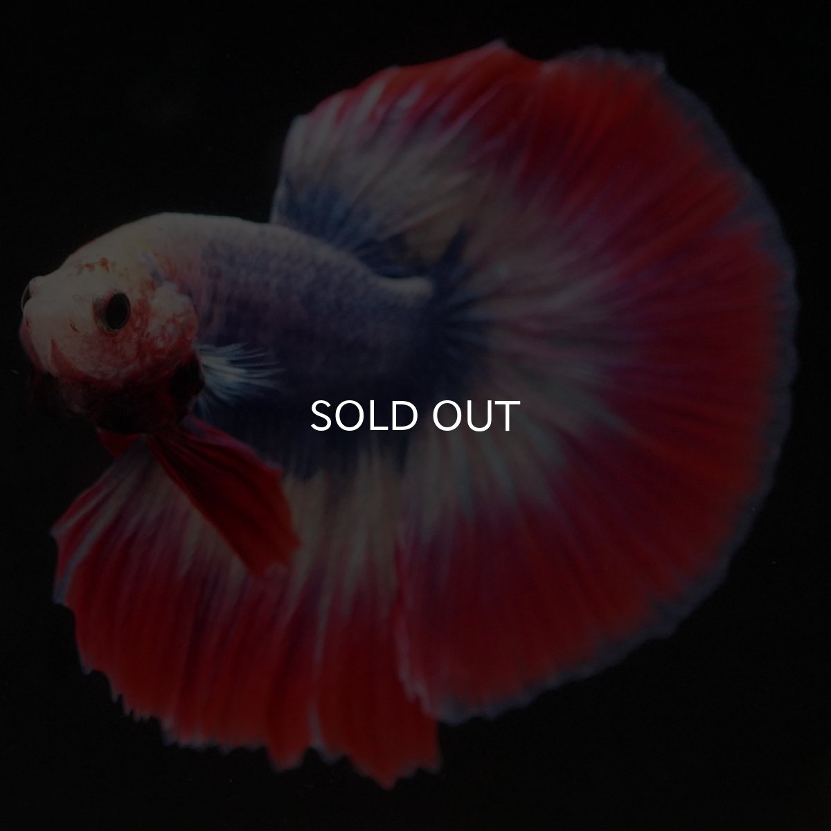 画像8: HM タイフラッグ (8)