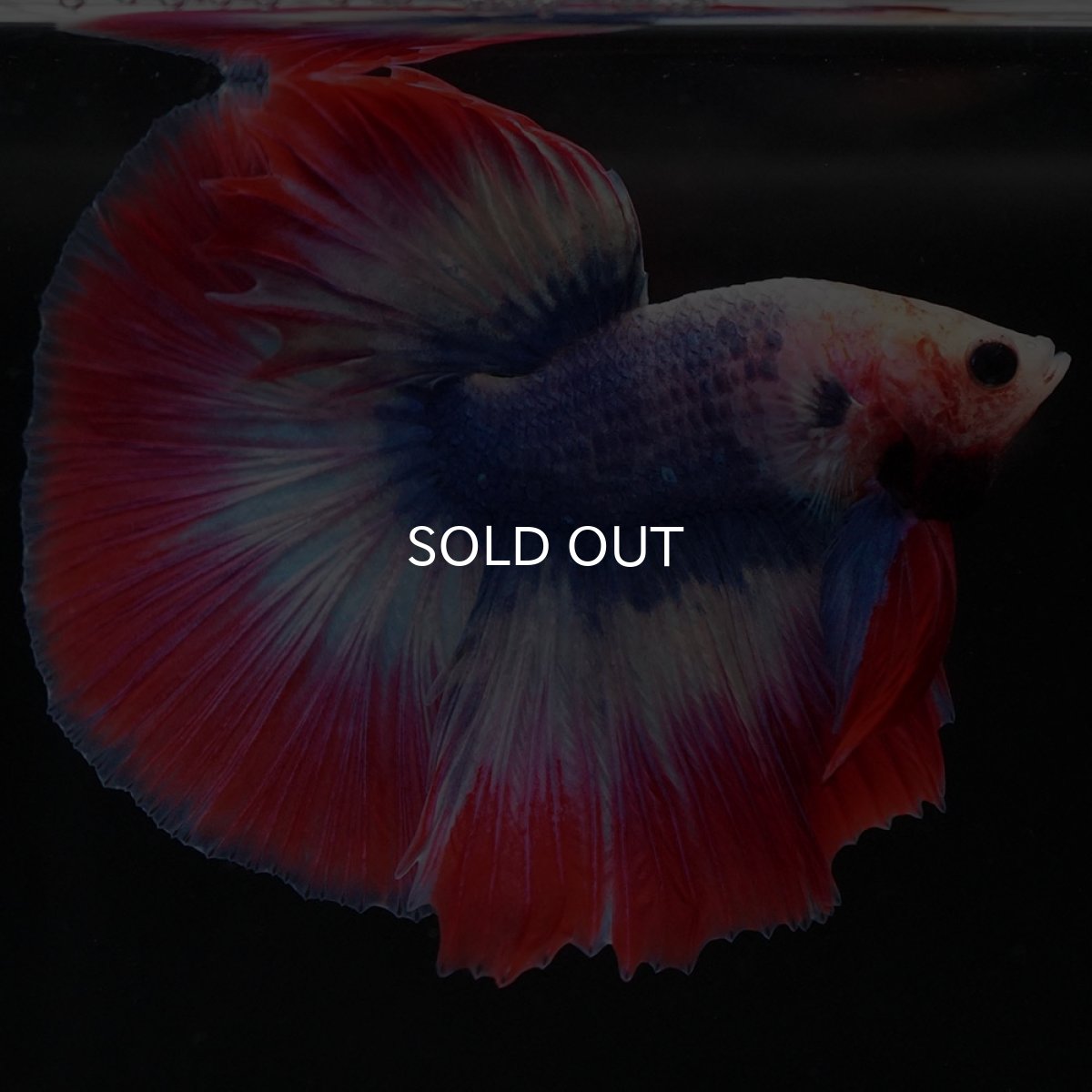 画像5: HM タイフラッグ (5)