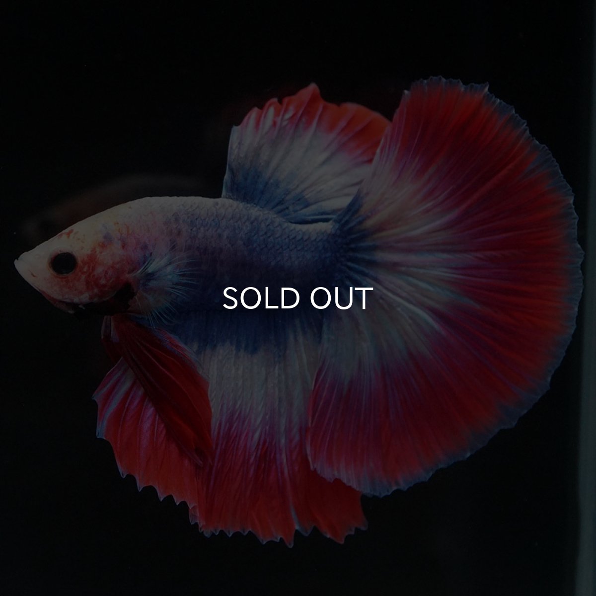 画像4: HM タイフラッグ (4)