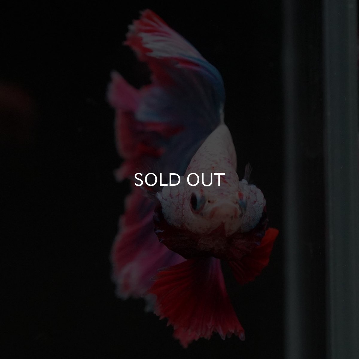 画像3: HM ファンシー ローズテール (3)