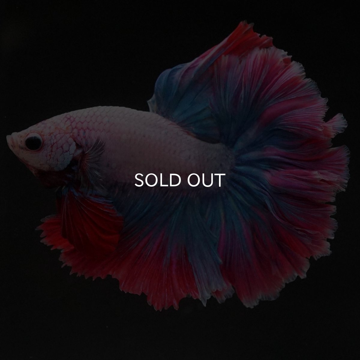 画像12: HM ファンシー ローズテール (12)