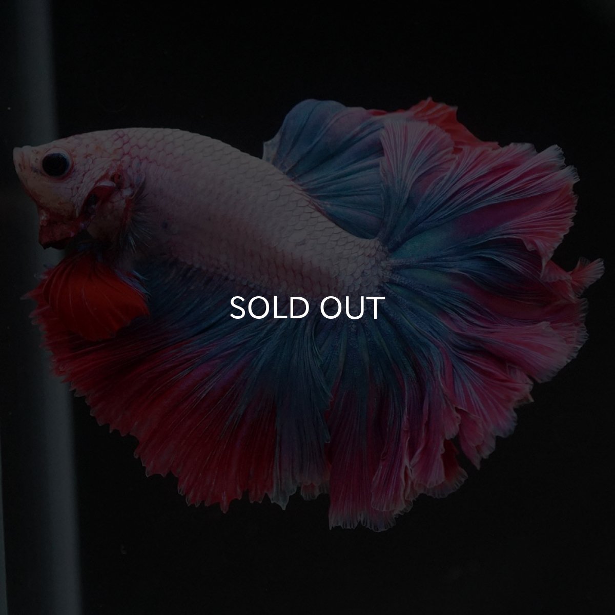 画像11: HM ファンシー ローズテール (11)