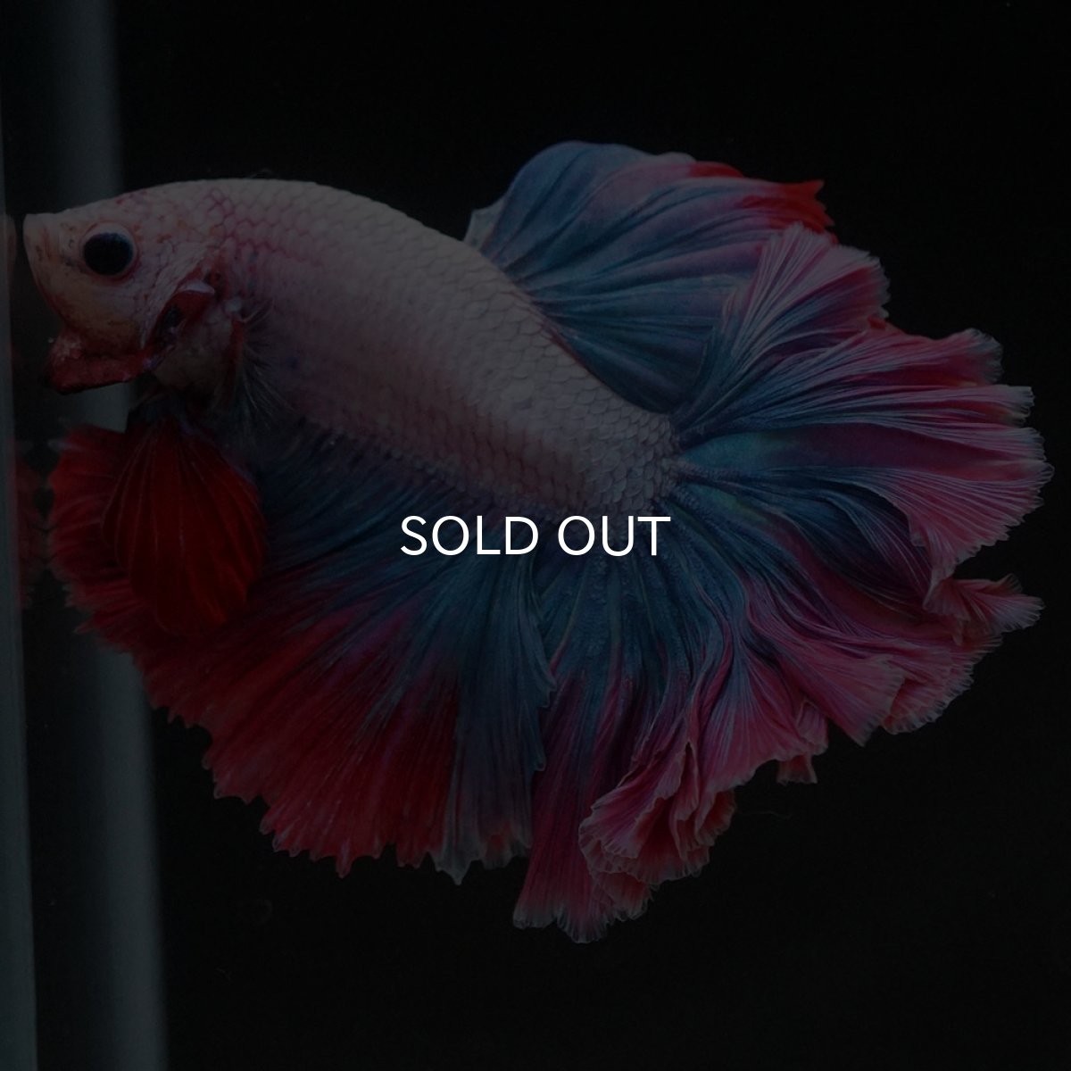 画像10: HM ファンシー ローズテール (10)