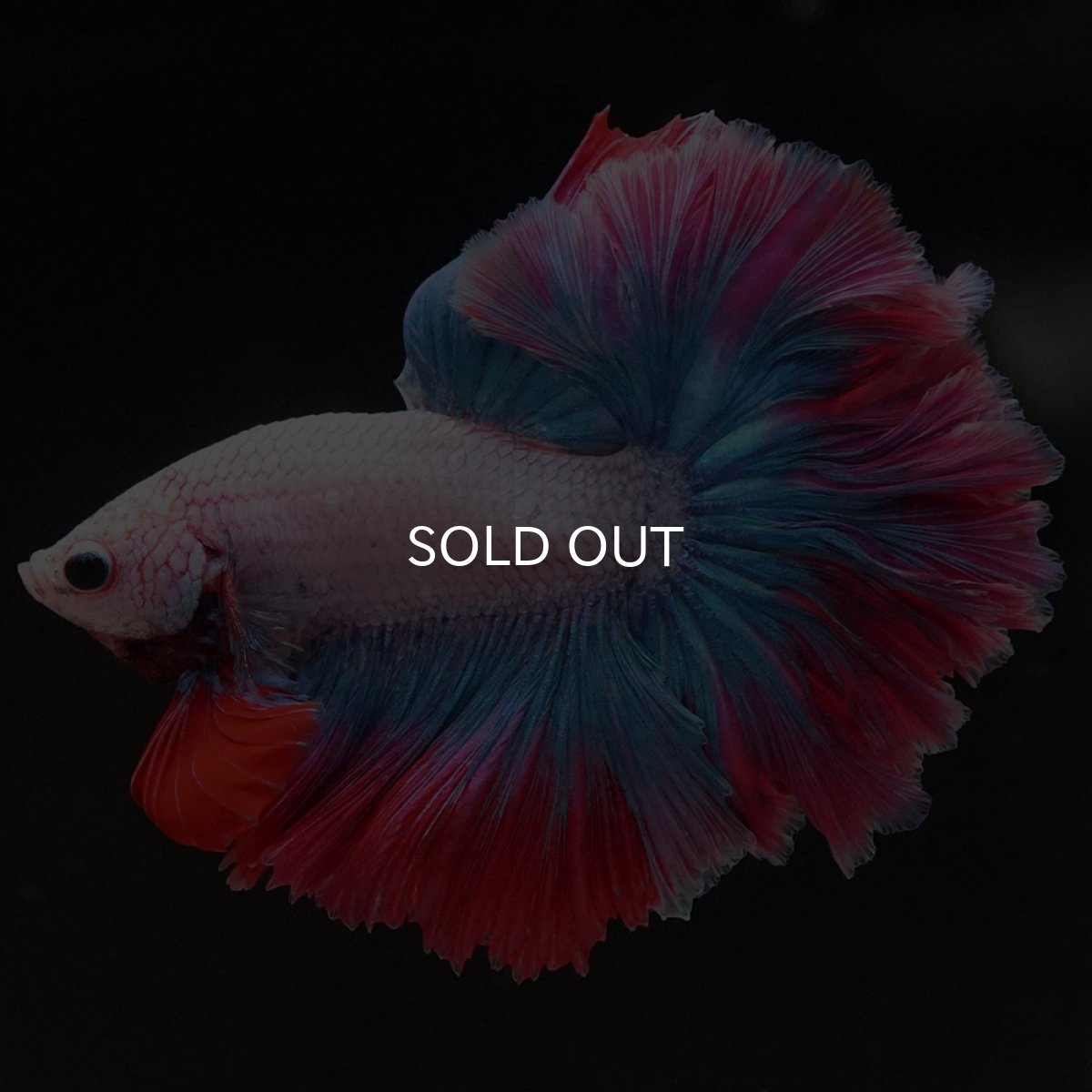 画像4: HM ファンシー ローズテール (4)