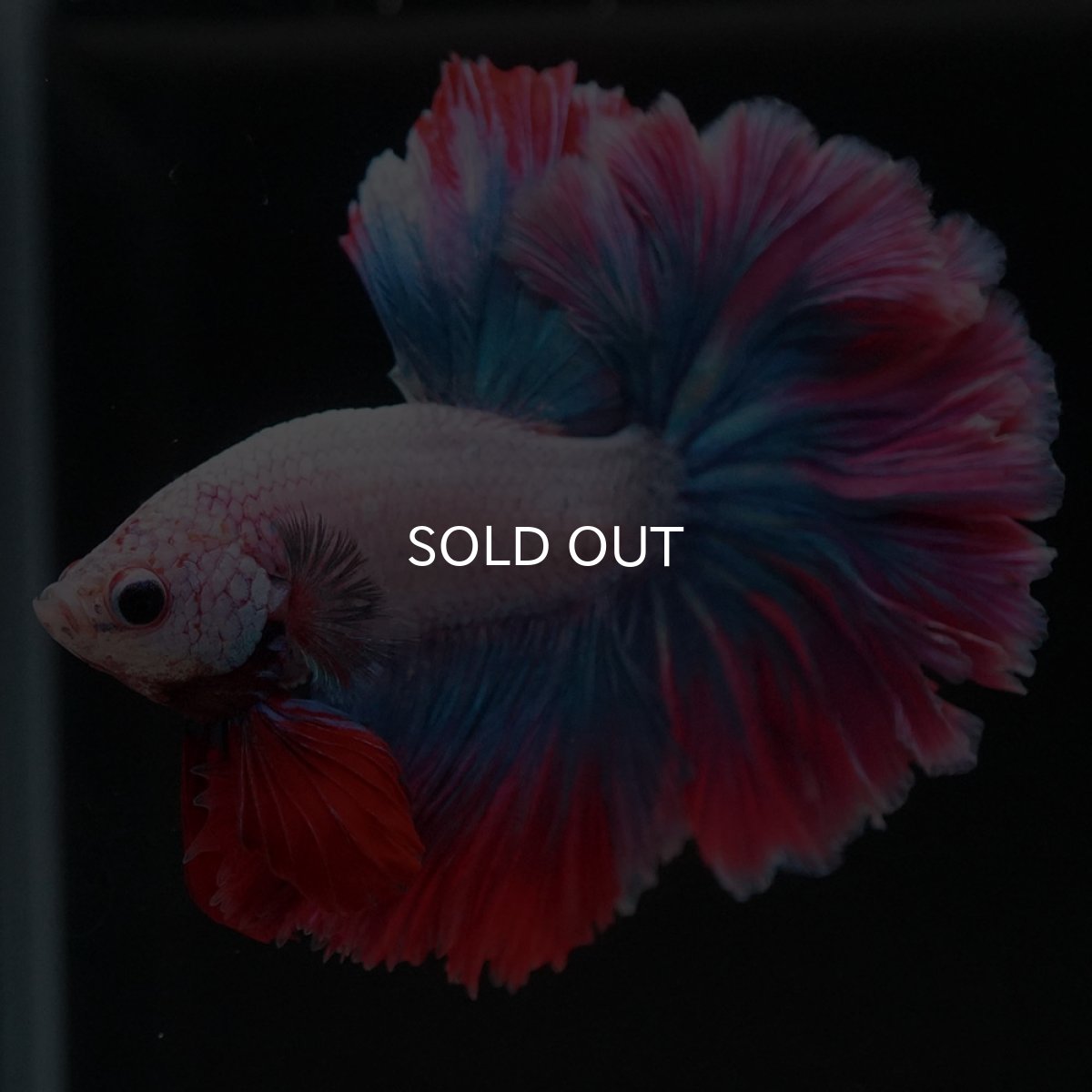 画像9: HM ファンシー ローズテール (9)