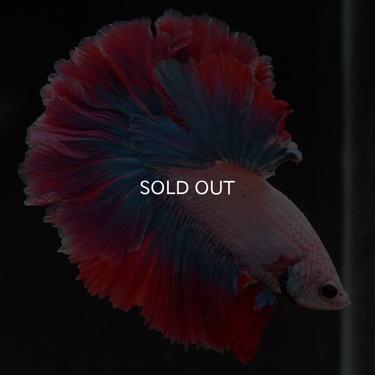 画像7: HM ファンシー ローズテール (7)