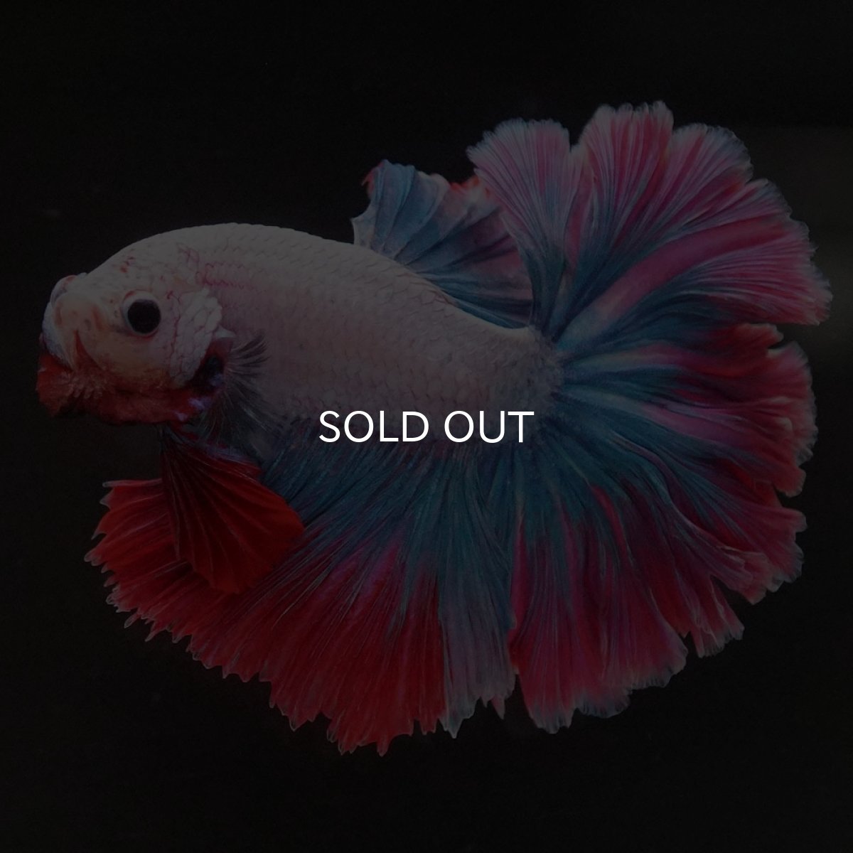 画像8: HM ファンシー ローズテール (8)