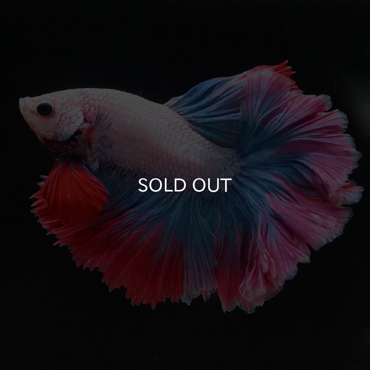 画像6: HM ファンシー ローズテール (6)