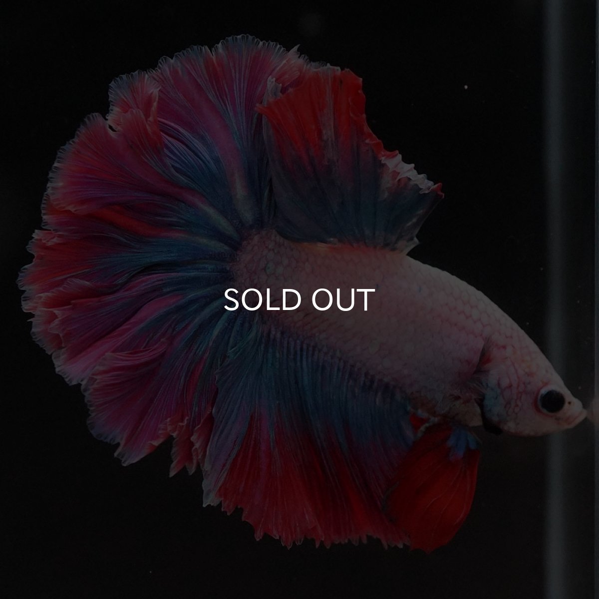 画像2: HM ファンシー ローズテール (2)