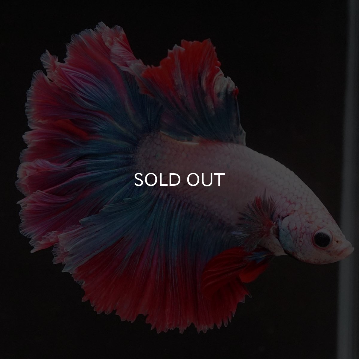 画像5: HM ファンシー ローズテール (5)