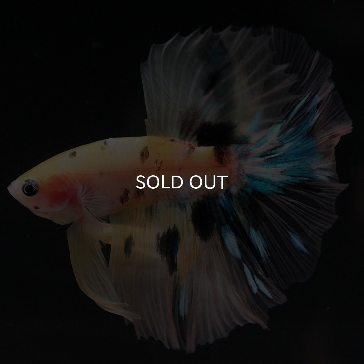 画像6: HM イエロータイガー クリアフィン (6)