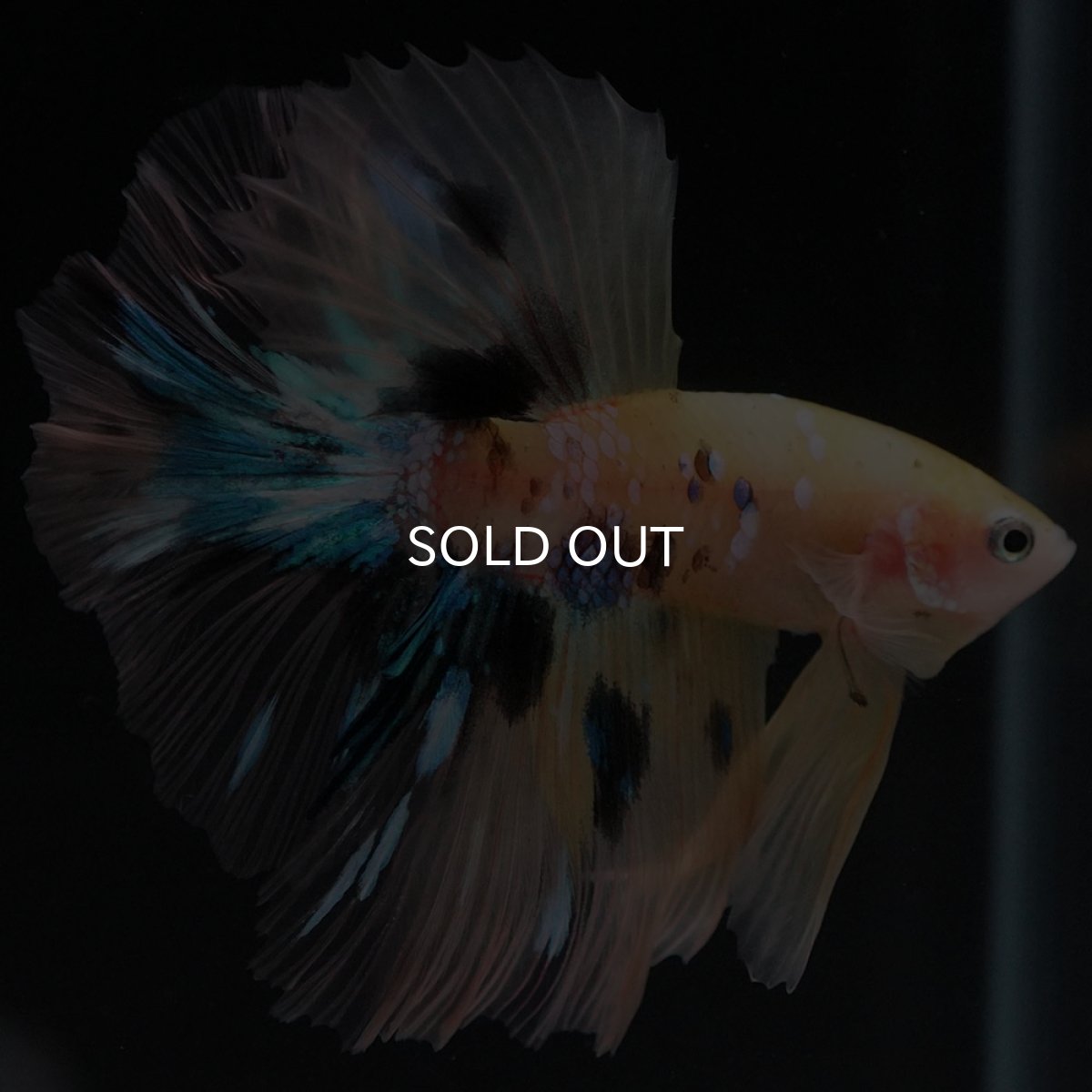 画像2: HM イエロータイガー クリアフィン (2)